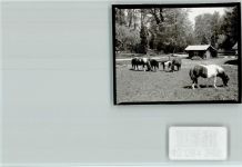 82347 W8139 Höhenried , Starnberger See FOTO KEINE AK LVA Klinik Ponys
