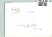 48351 W4416 Everswinkel FOTO KEINE AK Pony-Hof