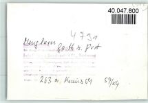33165 W4791 Henglarn FOTO KEINE AK Gasthaus zur Post, Discjockey