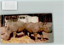 33758 W4815 Stukenbrock FOTO KEINE AK zwei Nashörner im Safaripark