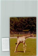 38723 W3370 Seesen , Harz FOTO KEINE AK Junge Giraffe