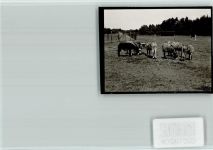 29690 W3033 Grindau FOTO KEINE AK Heimatzoo, Eselherde
