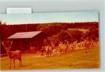 56818 W5592 Klotten FOTO KEINE AK Großes Hirsch Rudel
