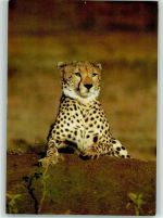 Gepard beobachtet Raubkatze