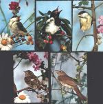 Lot mit 5 AK Vogel