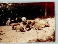 W5592 Klotten Wildpark Wildschweine Frischlinge Schwein FOTO KEINE AK