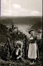 Weinlese Wein