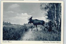 Lesnoi - Elch