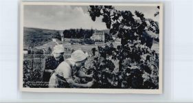 67433 W6730 Haardt an der Weinstraße - Wein
