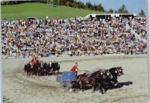 72532 W7423 Gomadingen - Landgestüt Marbach, Gestüts-Gasthof, Pferd