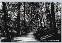 23701 W2420 Eutin - Waldweg am Ukleisee