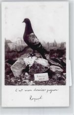 Brieftaube , Foto-Karte Taube