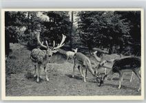 61348 W6380 Bad Homburg v d Höhe 1962 - Wald Cafe Hischgarten Rehe Hirsch Jagd