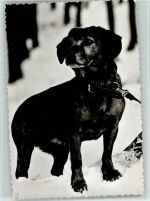 Alpenländisch-Erzgebirgler Dachsbracke Hund