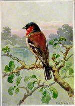 sign Schulz, Buchfink, Kunstverlag Fingerle Nr. 5984 - Vogel