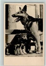 Schäferhündin Thyra mit drei Welpen Schäferhund