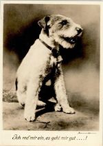 Fox Terrier Terrier