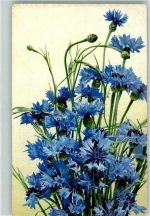 Nr. 422 - Kornblumen AK Nenke & Ostermaier