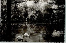 27419 W2732 Sittensen - Klostermühlenteich Schwäne