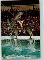 3841 Harderwijk - Dolfinarium Harderwijk Driesprong door hoepel uitgevoerd door Moby Peppy en Skinny