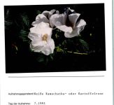 Weiße Kamschatka- oder Kartoffelrose Foto montiert auf Karton Rose FOTO KEINE AK