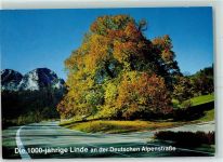 83486 W8243 Ramsau b. Berchtesgaden - Hindenburg-Linde
