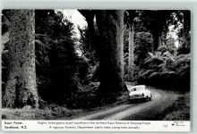 Northland 1961 - Kauri Forest - Giganten Bäume AK