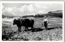 Ochsengespann Landwirtschaft Volkstypen Arab. Volkstyp Foto AK