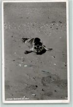 Junger Seehund AK Robbe 1952 Foto AK