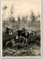 Königsberg Kaliningrad - Elch Kurische Nehrung