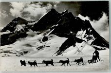 Jungfraujoch Polarhunde in der Schweiz AK Hundeschlitten 1951