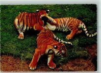 Junge Tiger AK Raubkatze