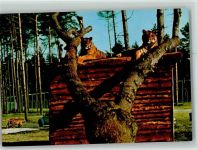 W3035 Hodenhagen Serengeti Reservat - Tiger AK Freizeitpark Raubkatze