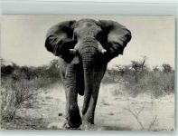 Süd-Afrika AK Elefant
