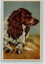 Photocolor AK Spaniel 1953