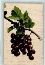 Kirschen - Photo Kunstdruck 426 AK Frucht, Gemüse