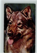 gute Erhaltung Schäferhund 1908