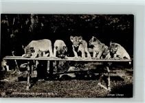 Junge Löwen, 1926 gute Erhaltung Zoo 1926