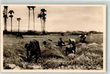 Reisernte Süd-Indien Verlag Ev.luth. Mission Kolonien Foto AK