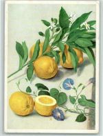 Zitronenzweig und Gartenwinde von Johann Jakob Walther, sehr Das Eposkop. Die Kartei des Wissens - J 21 Nr. 12 - Obstschädlinge, gute Erhaltung Frucht, Gemüse Künstlerkarte
