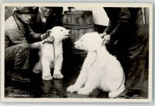 Foto Verlag Enerett Mittet 18/34 Junge Eisbären wurden gefangen Eisbär Foto AK