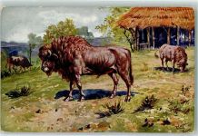 Roma Rom Giardino Zoologico Bisonti Büffel Künstlerkarte