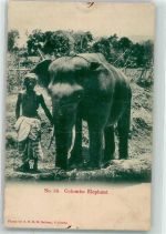 Colombo - Arbeitselefant Ort lt. Fotograf