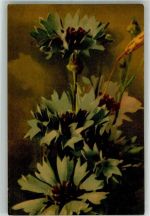 Kornblumen Wenau W. u. N. No. 512 Klein, C. / C. Klein Künstlerkarte