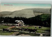 38640 W3380 Hahnenklee 1910 - Kühe