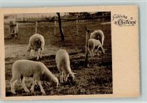 Ostern - Schafe Schaf
