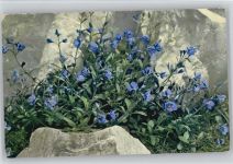 Veronica saxatilis Strauchehrenpreiß Photochromie Alpenflora Serie520 Nr. 915 Photochromie