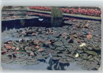 T.S.N. Serie 1264 AK Seerose