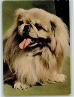 Pekinese , Popp Karte FF349 AK Pekinese