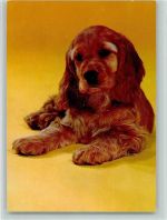 Spaniel Welpen ca 1965 AK Spaniel